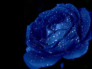 Blue rose with water droplets