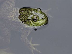 Bullfrog on the water