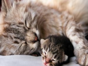 Mother cat with her ​​baby