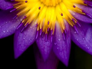 Yellow and purple flower