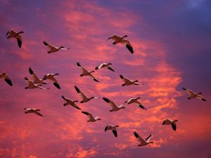 Geese in the sky