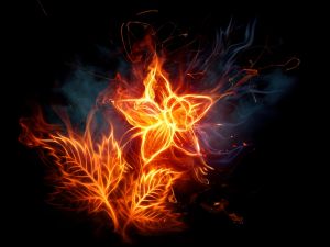 Flower in flames