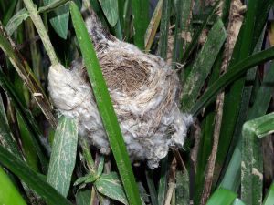 Eurasian Reed Warbler's Nest (Acrocephalus scirpaceus)