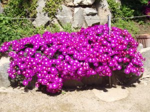 Fuchsia flowers