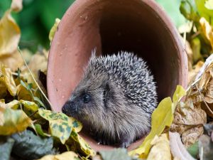 Hedgehog in a flowerpot