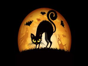 Black cat on Halloween
