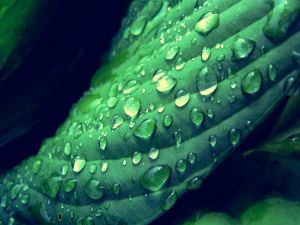 Water drops on a green plant