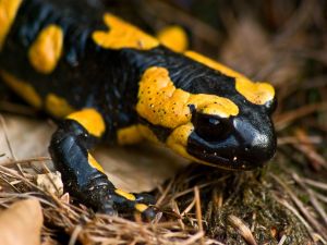 Salamander of pretty colors