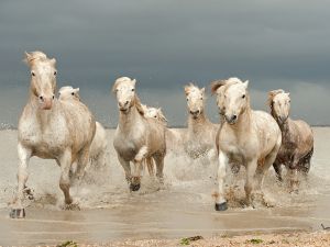 Horses trotting in water