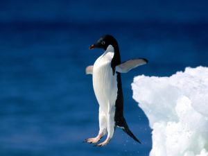 Penguin jumping to the water