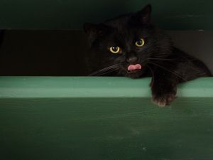 Black cat sticking out his tongue