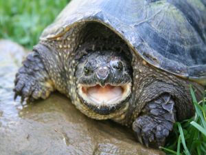 Turtle with open mouth