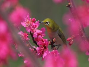 Bird on a branch with pink flowers
