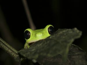 Little frog hidden