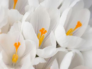 White flowers with orange pistils