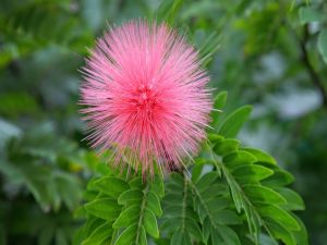 Pink flower shaped sea urchin