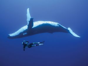 Diving with a whale