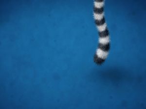 A tail on blue background