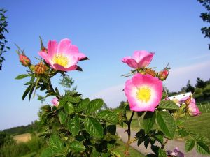 Rosa rubiginosa (rosehip) with some buds