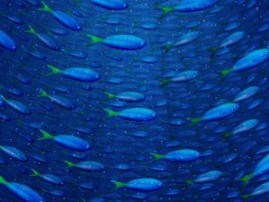 Blue School of Fish