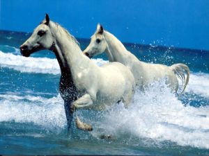 Two white horse