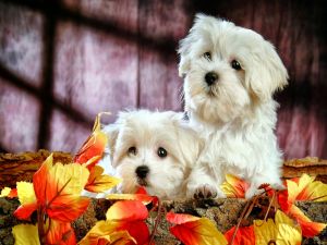 Two cute white puppies