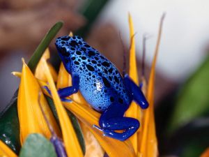 Blue little frog