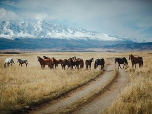 Horses on the plain