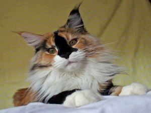 Beautiful tricolor cat