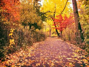 Footpath in autumn