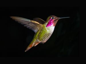 Hummingbird in the air