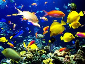 Tropical fishes