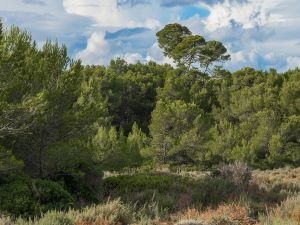 Pines in Bois des Aresquiers (Hérault, France)