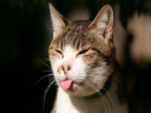 The cat's tongue
