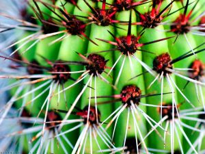 Spines of a cactus