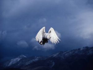 Snowy owl flying