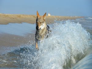 Dog among waves