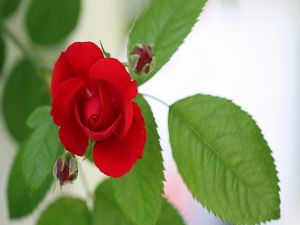 Rose and red buds