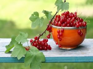 Redcurrants in a bowl