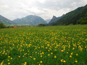 Yellow flowers on a green meadow