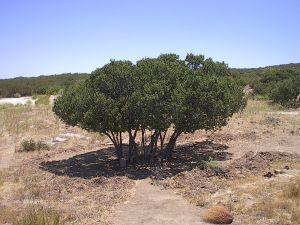 A tree of the mount