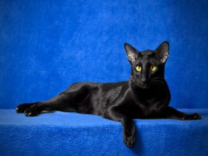 Black oriental cat