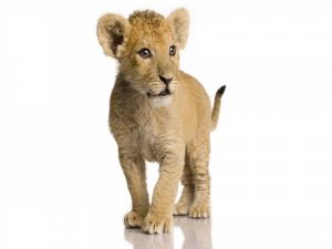 Young lion