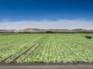 Green crop field