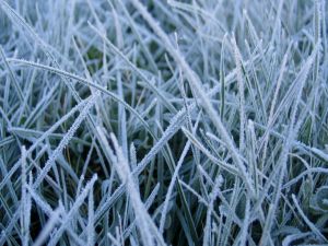 The frozen grass