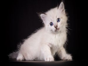 Tender white kitten