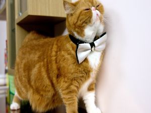 Elegant cat with bow tie