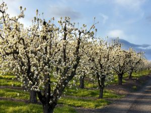 Apple trees in bloom