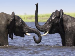 Two elephants in the water