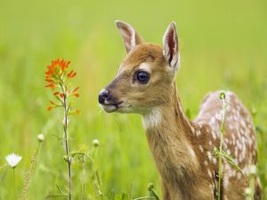 Deer fawn smelling a flower